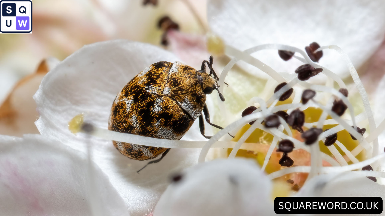 Carpet Beetle UK